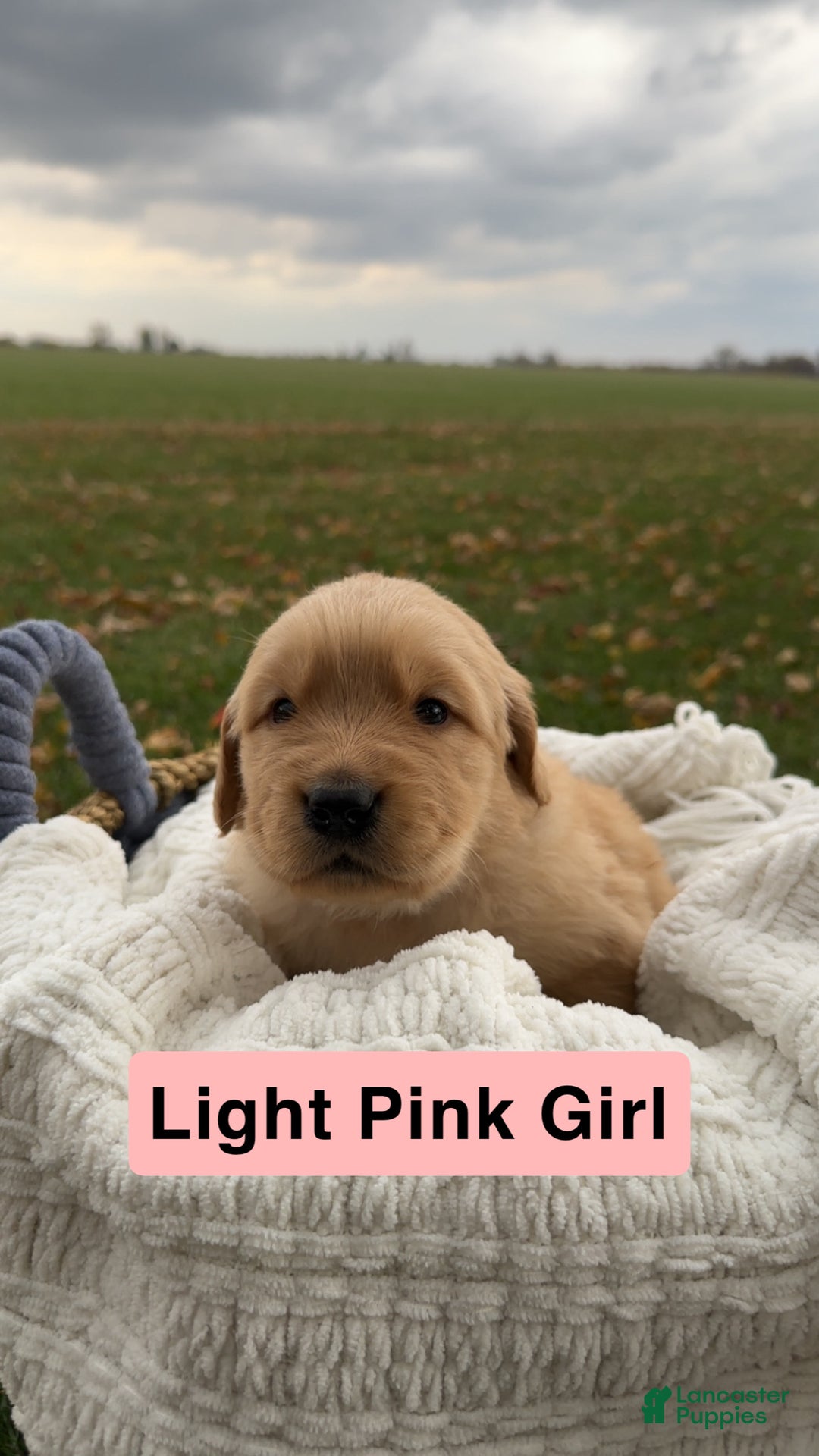 Golden Retriever dogs for sale: Golden Retriever Light Pink Girl - Ad 2