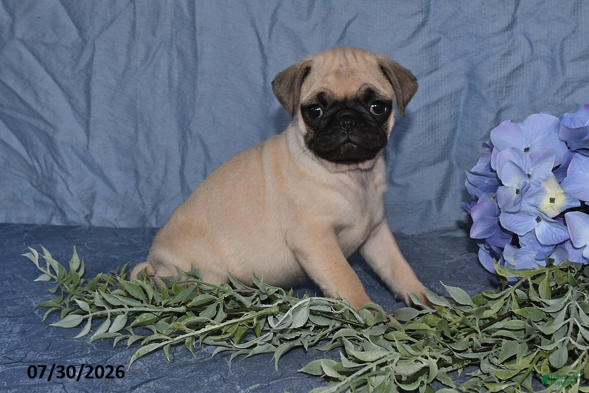 Pug dogs Briana - Ad 1