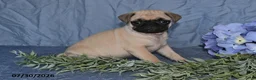 Pug dogs for sale: Briana - Ad 1