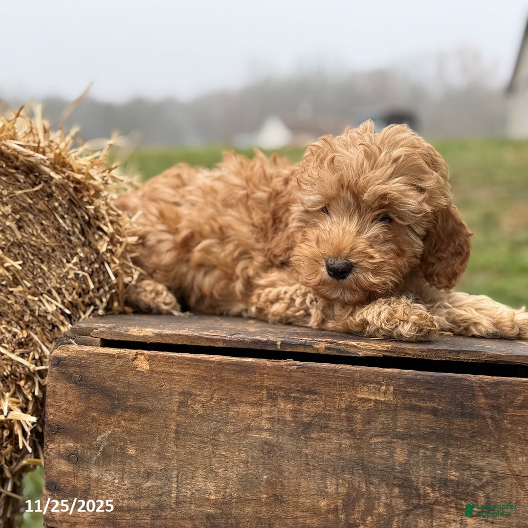 Irish Doodle dogs for sale: Frank  - Ad 4