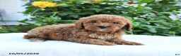 Mini Goldendoodle dogs for sale: Lilly - Ad 8