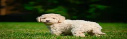 Bernedoodle dogs for sale: Oscar - Ad 2