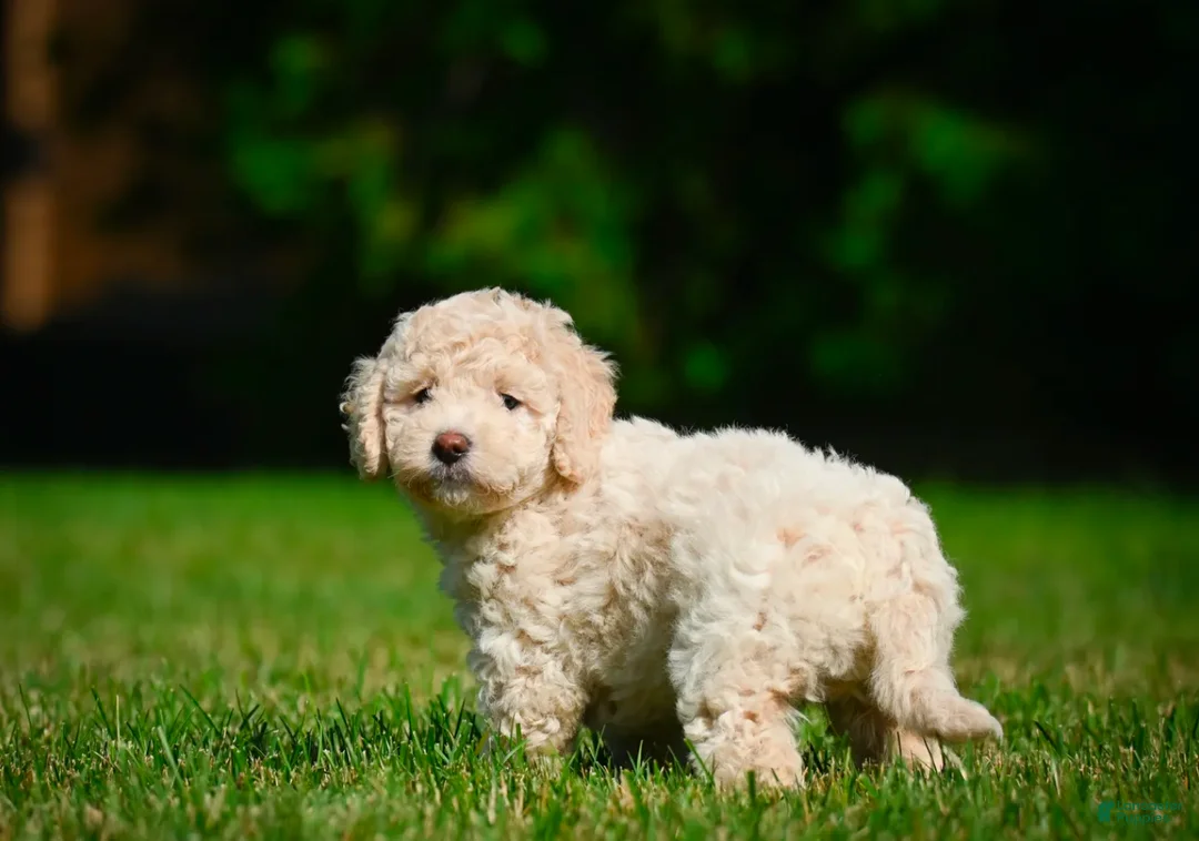 Bernedoodle dogs for sale: Oscar - Ad 2