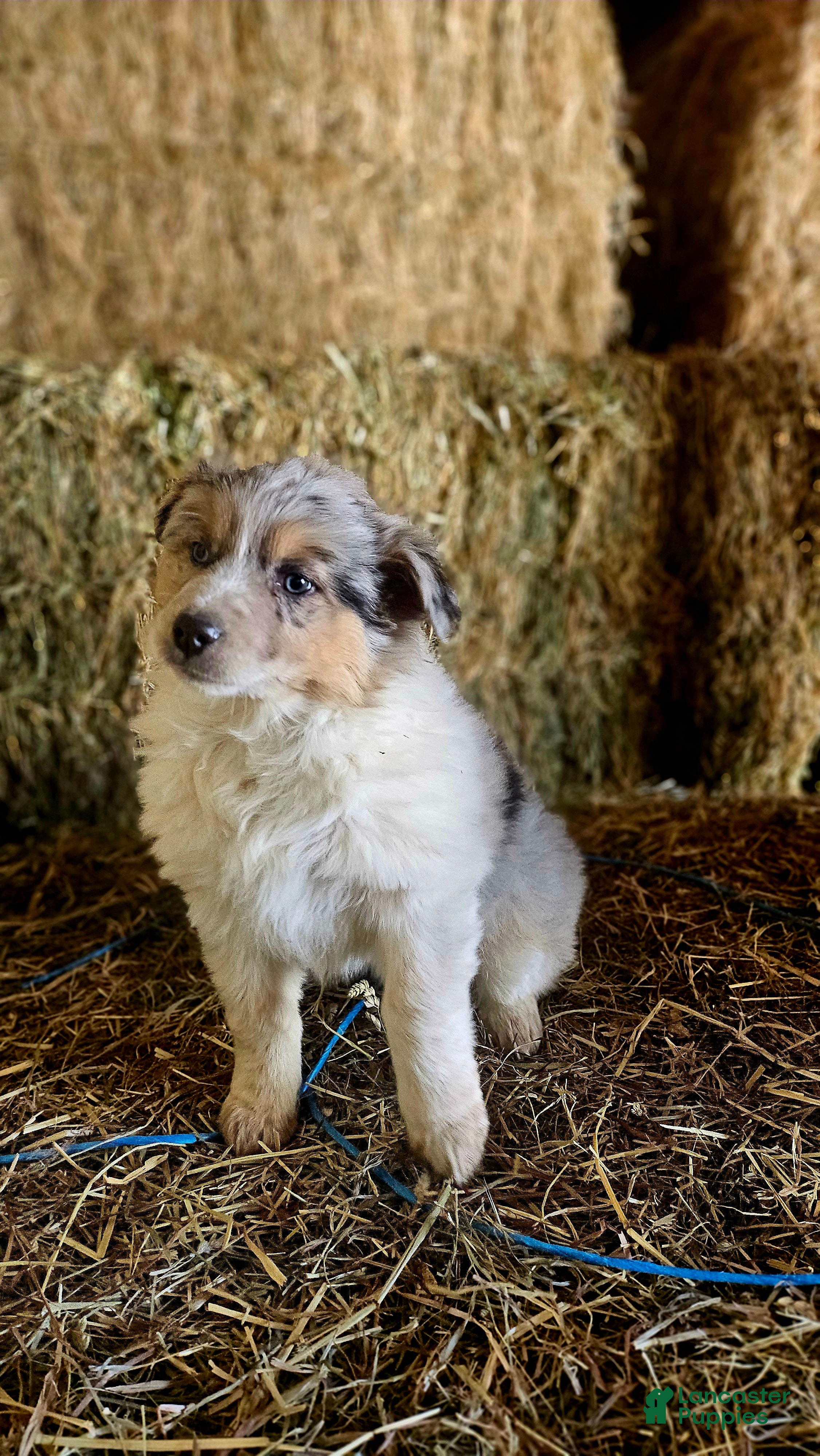 Mixed Breed dogs Cookie - Ad 2