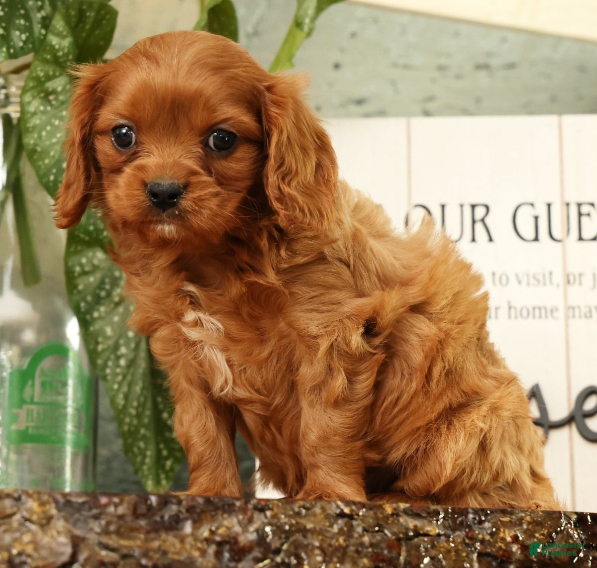 Cavapoo dogs BJ - Ad 2