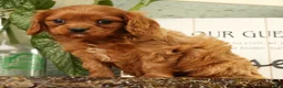 Cavapoo dogs for sale: BJ - Ad 2