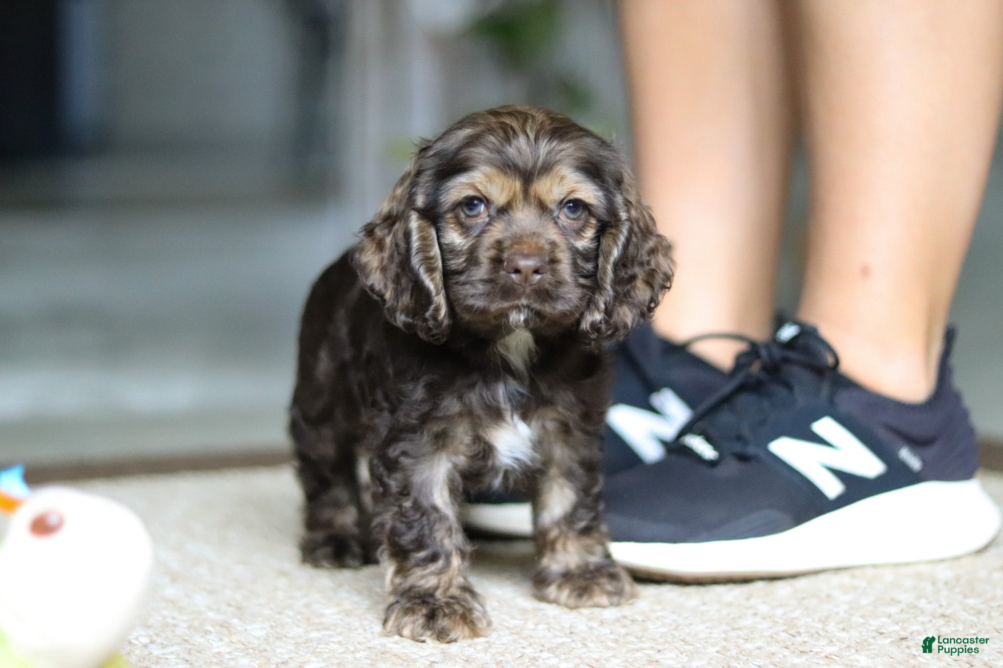 Cocker Spaniel dogs Daisy - Ad 2