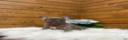 French Bulldog dogs for sale: Ryder - Ad 4