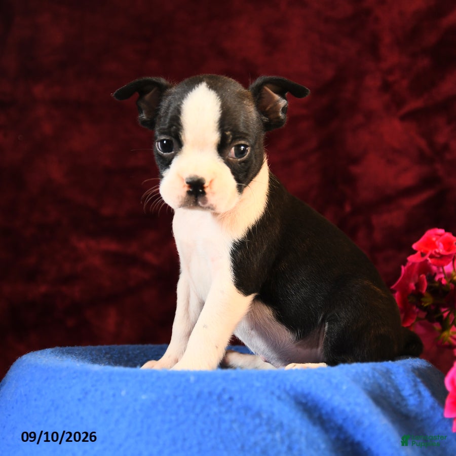 Boston Terrier dogs Charlie - Ad 1