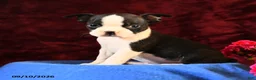 Boston Terrier dogs for sale: Charlie - Ad 1