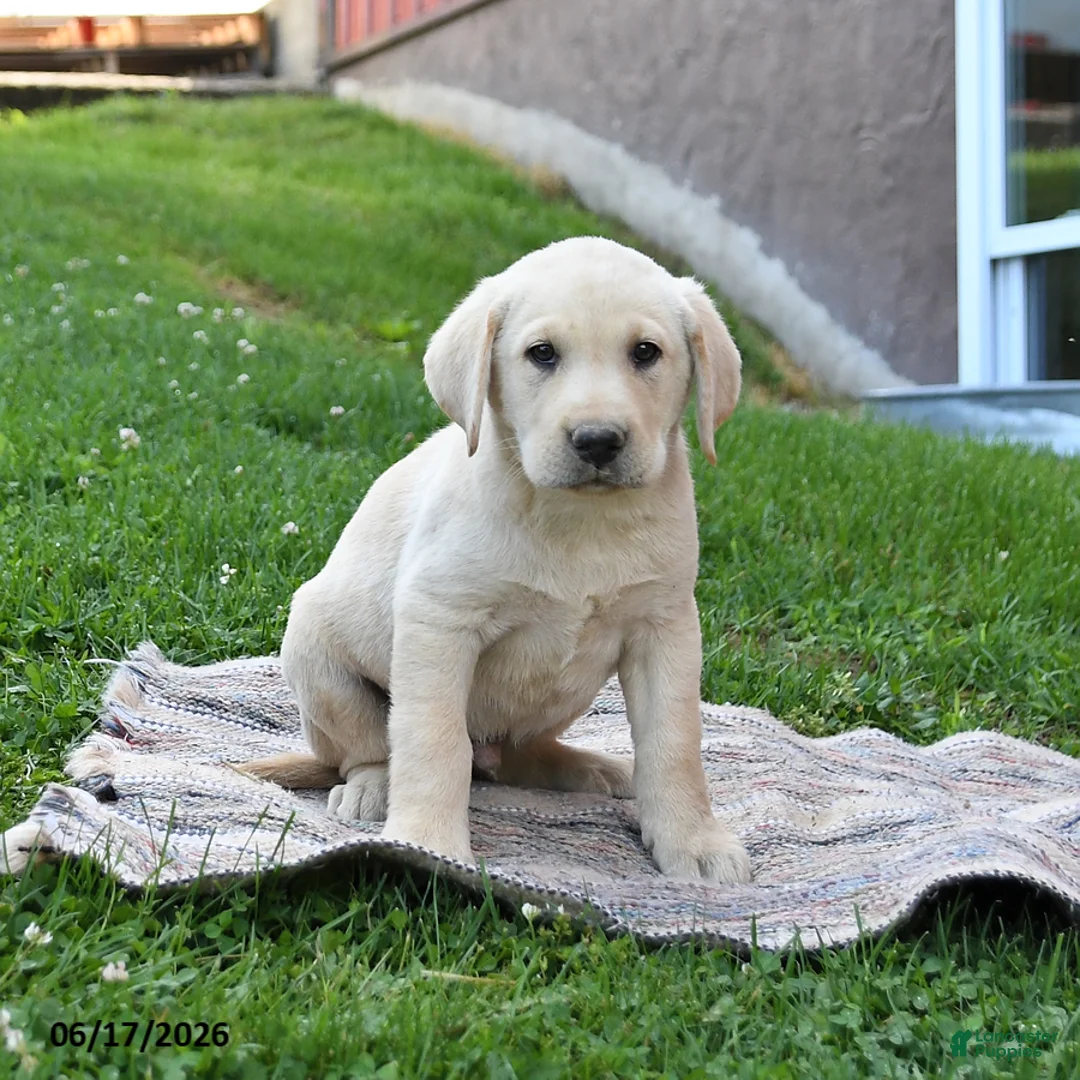 Labrador Retriever dogs for sale: Gunner - Ad 5
