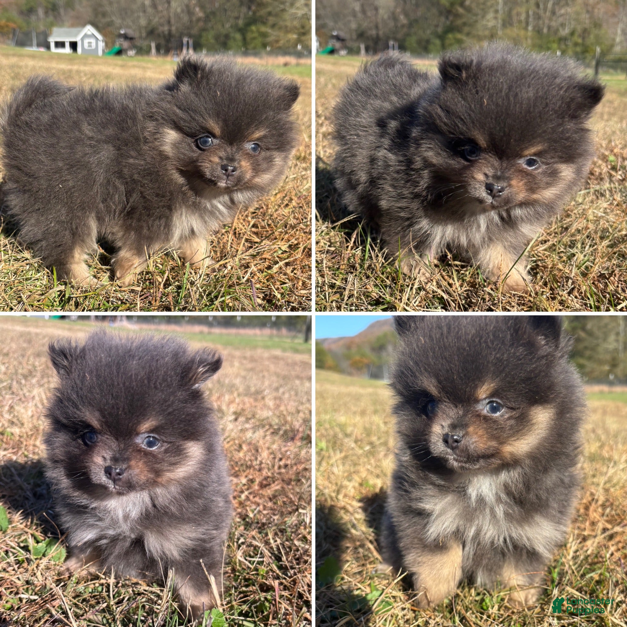 Pomeranian dogs Akc Pomeranian Puppy 2 small blue and tan  - Ad 6