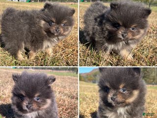 Pomeranian dogs Akc Pomeranian Puppy 2 small blue and tan - Ad 8