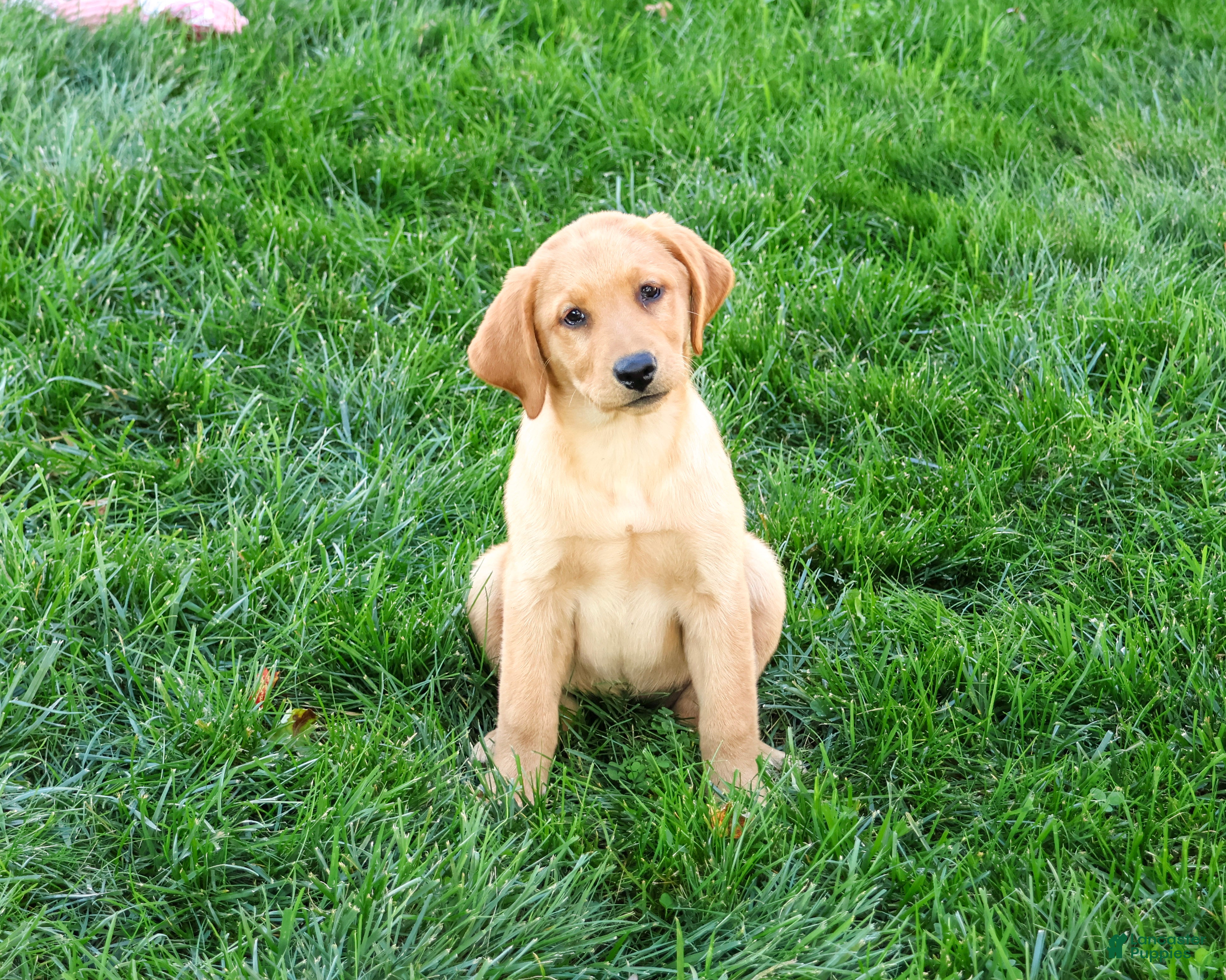 Labrador Retriever dogs Cassidy - Ad 1