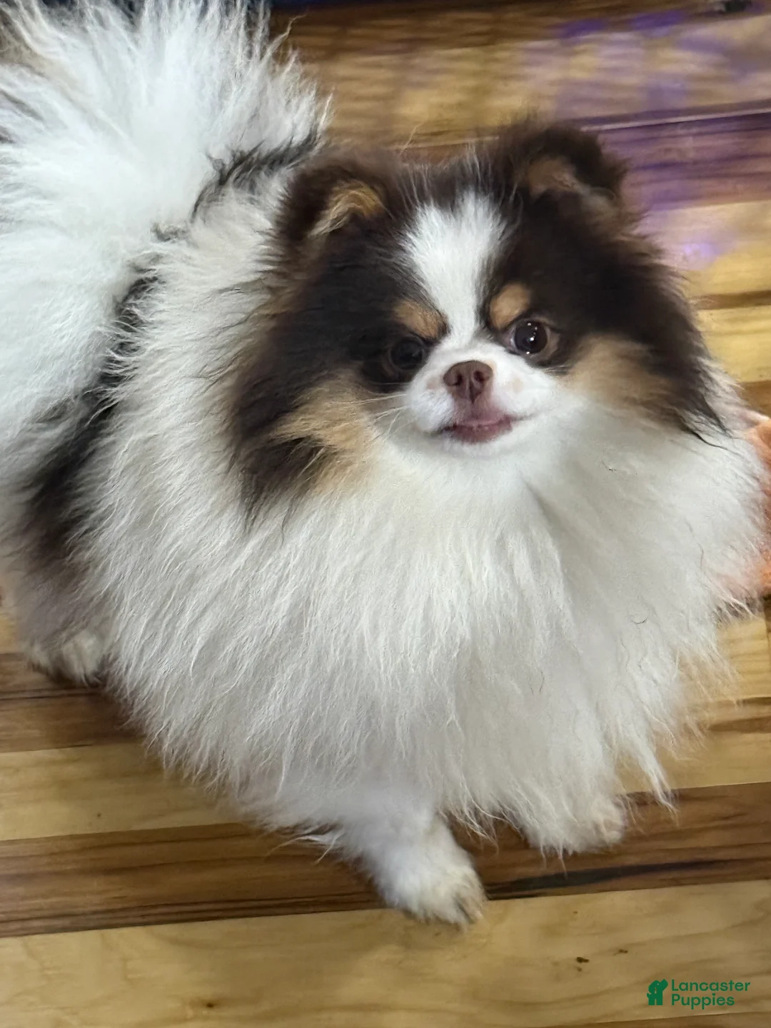 Pomeranian dogs for sale: Pomeranian Puppy 1 - Ad 1