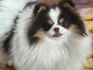 Pomeranian dogs Pomeranian Puppy 1 - Ad 2