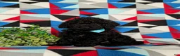Miniature Poodle dogs for sale: Norman - Ad 1