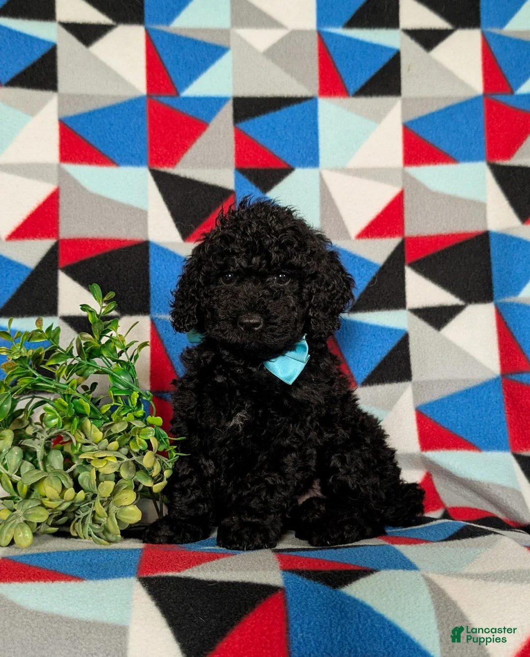 Miniature Poodle dogs for sale: Norman - Ad 1