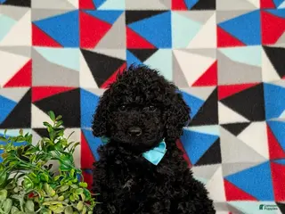 Miniature Poodle dogs for sale: Norman - Ad 2
