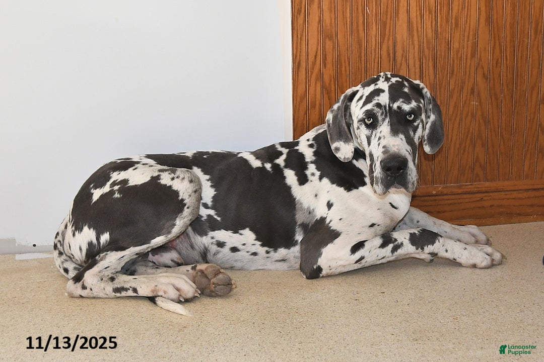 Great Dane dogs for sale: Explorer - Ad 5