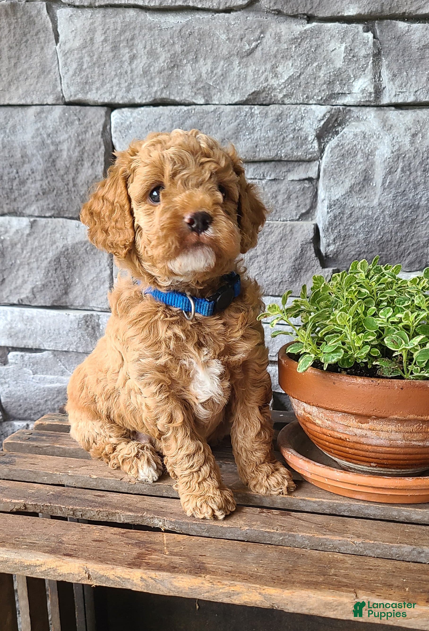 Cockapoo dogs for sale: Rex - Ad 1
