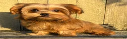 Shorkie dogs for sale: 💙IN BOSTON MASSACHUSETTS AREA💙ADORABLE SHORKIE BOY💙WILL BE SMALL💙 - Ad 6