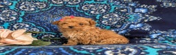 Bichpoo dogs for sale: Venus 8 lbs Full Grown - Ad 4