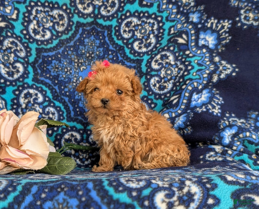 Bichpoo dogs for sale: Venus 8 lbs Full Grown - Ad 4