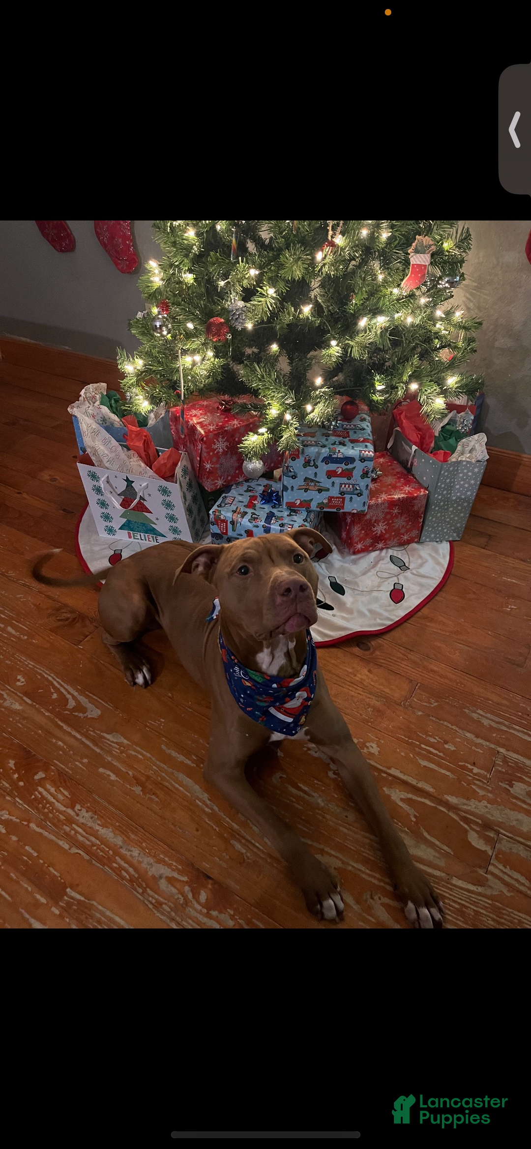 American Pit Bull Terrier dogs for sale: American Pit Bull Terrier Puppy 9 - Ad 3