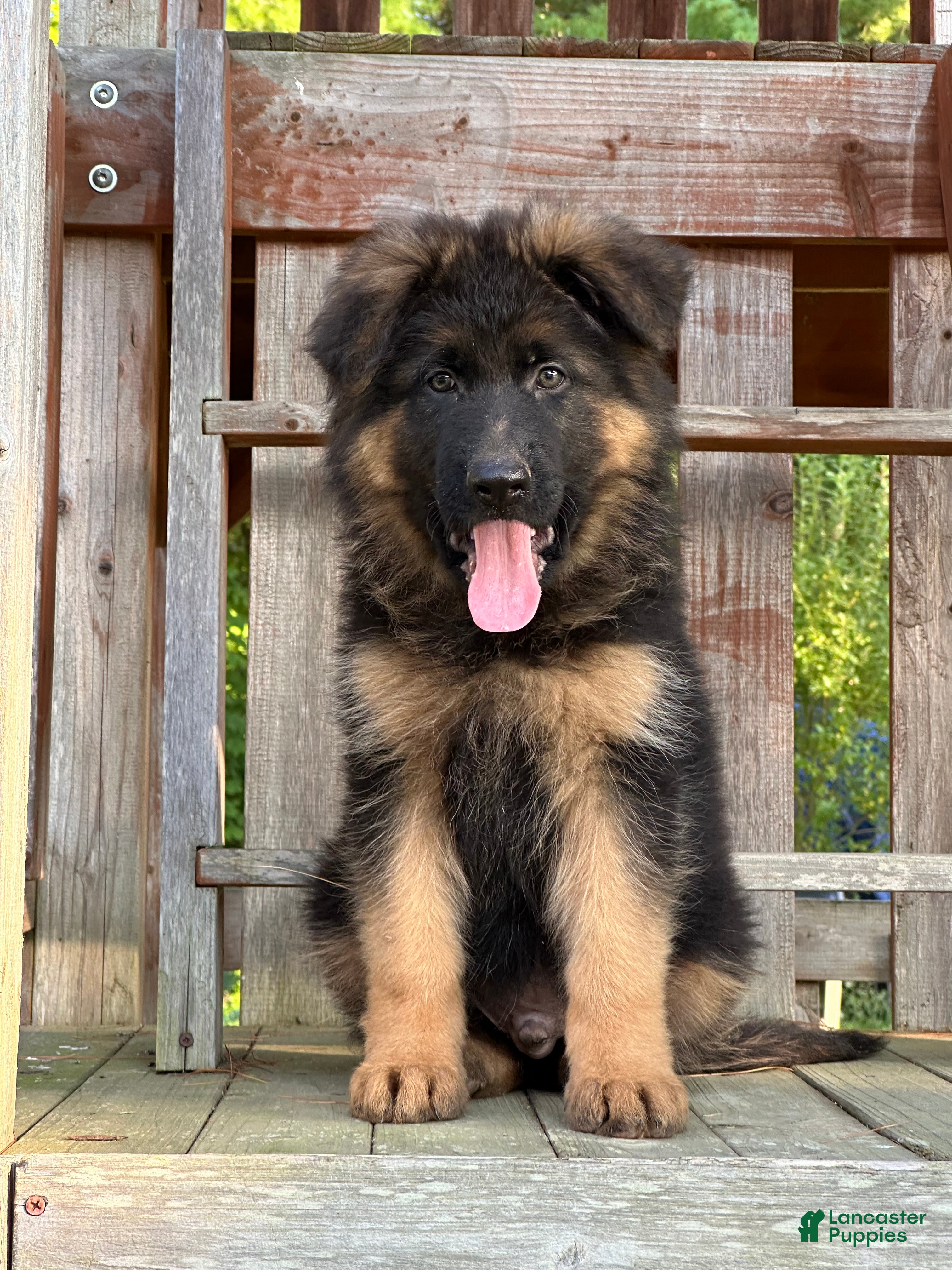 German Shepherd dogs Remy - Ad 1