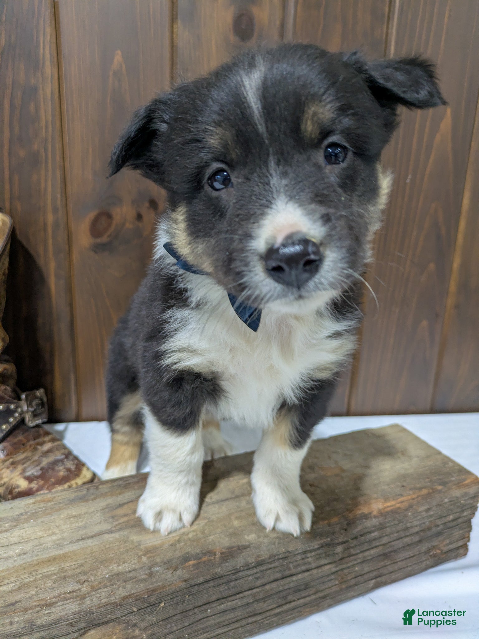 Mixed Breed dogs Tucker - Ad 2