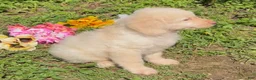 Mini Goldendoodle dogs for sale: Flynn - Ad 5