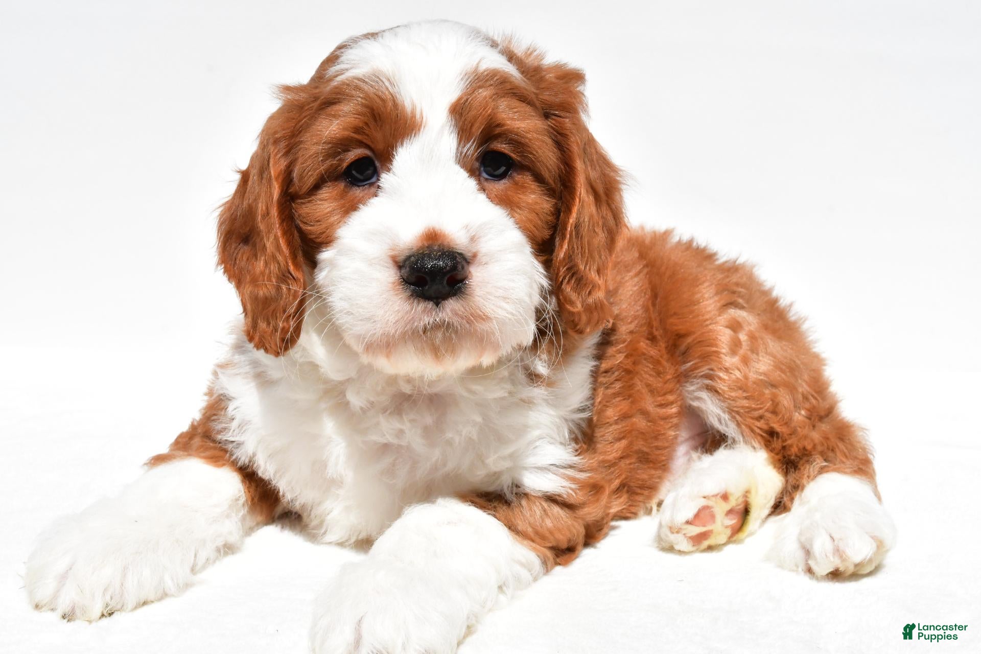 Mini Goldendoodle dogs Harvey - Ad 1