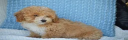 Mixed Breed dogs for sale: Simon - Ad 4
