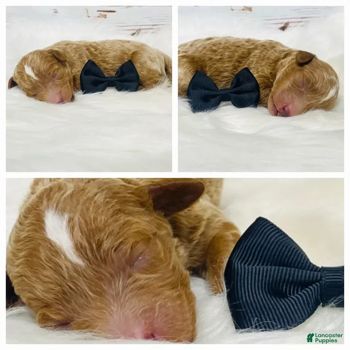 Standard Poodle dogs Texas - Ad 1