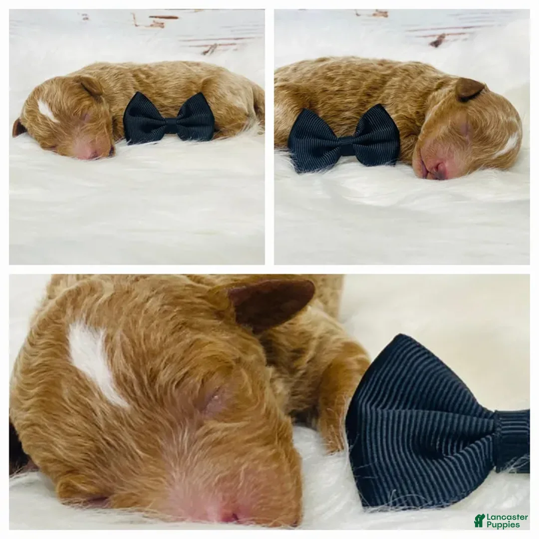 Standard Poodle dogs for sale: Texas - Ad 1