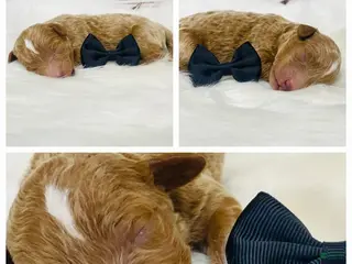 Standard Poodle dogs for sale: Texas - Ad 4