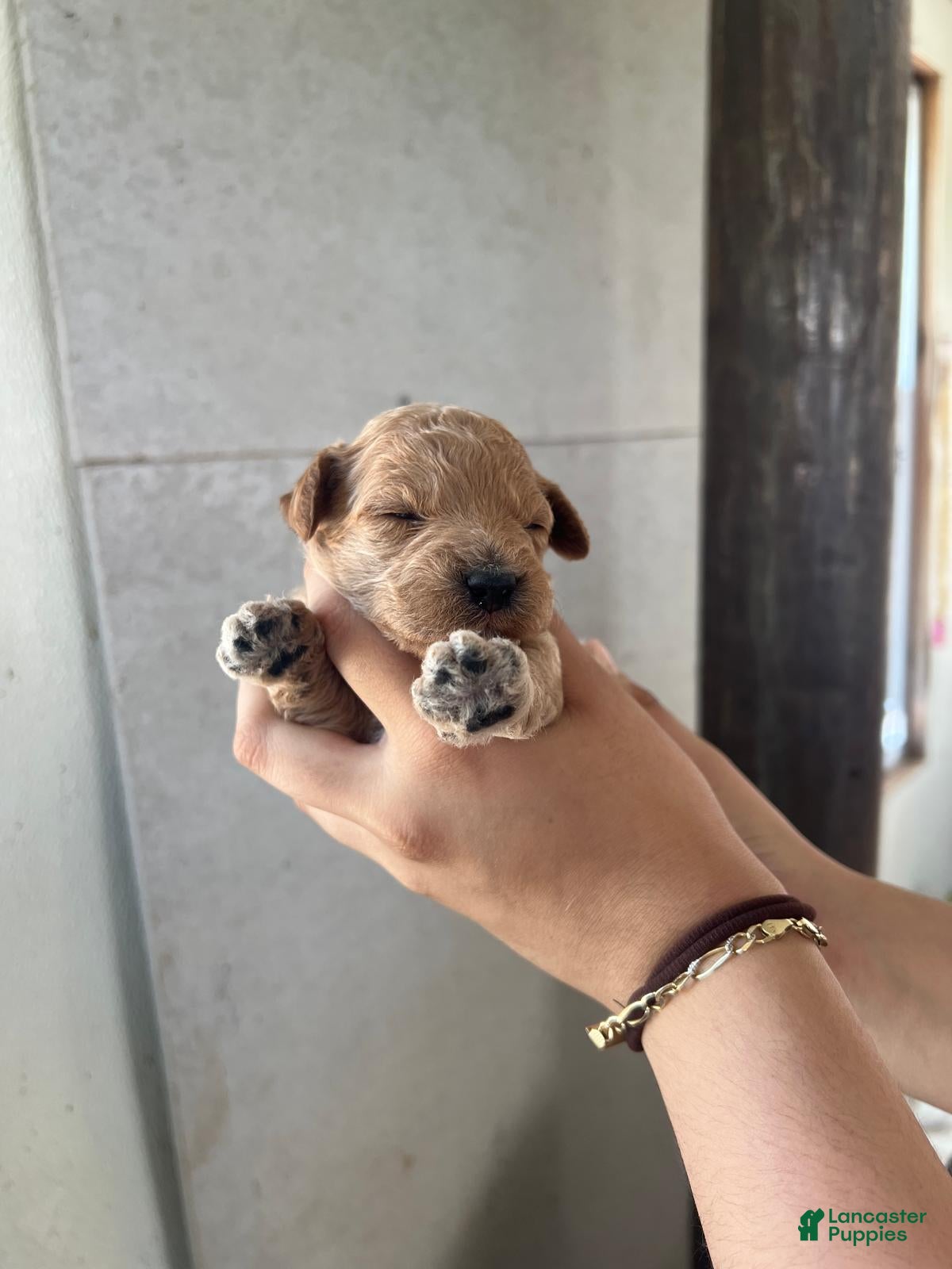 Toy Poodle dogs Bentley🩵🐩 - Ad 14