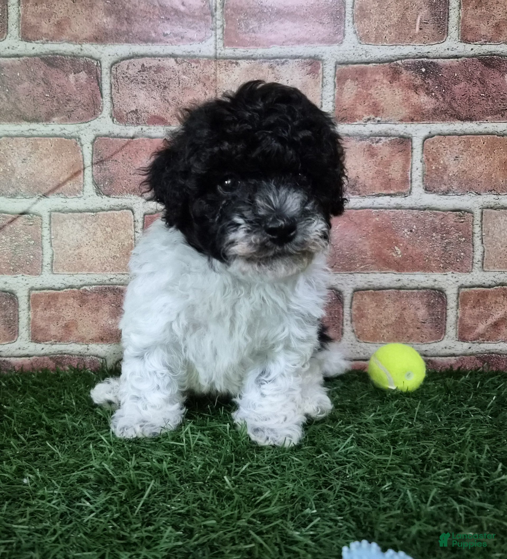 Miniature Poodle dogs Cooper - Ad 2