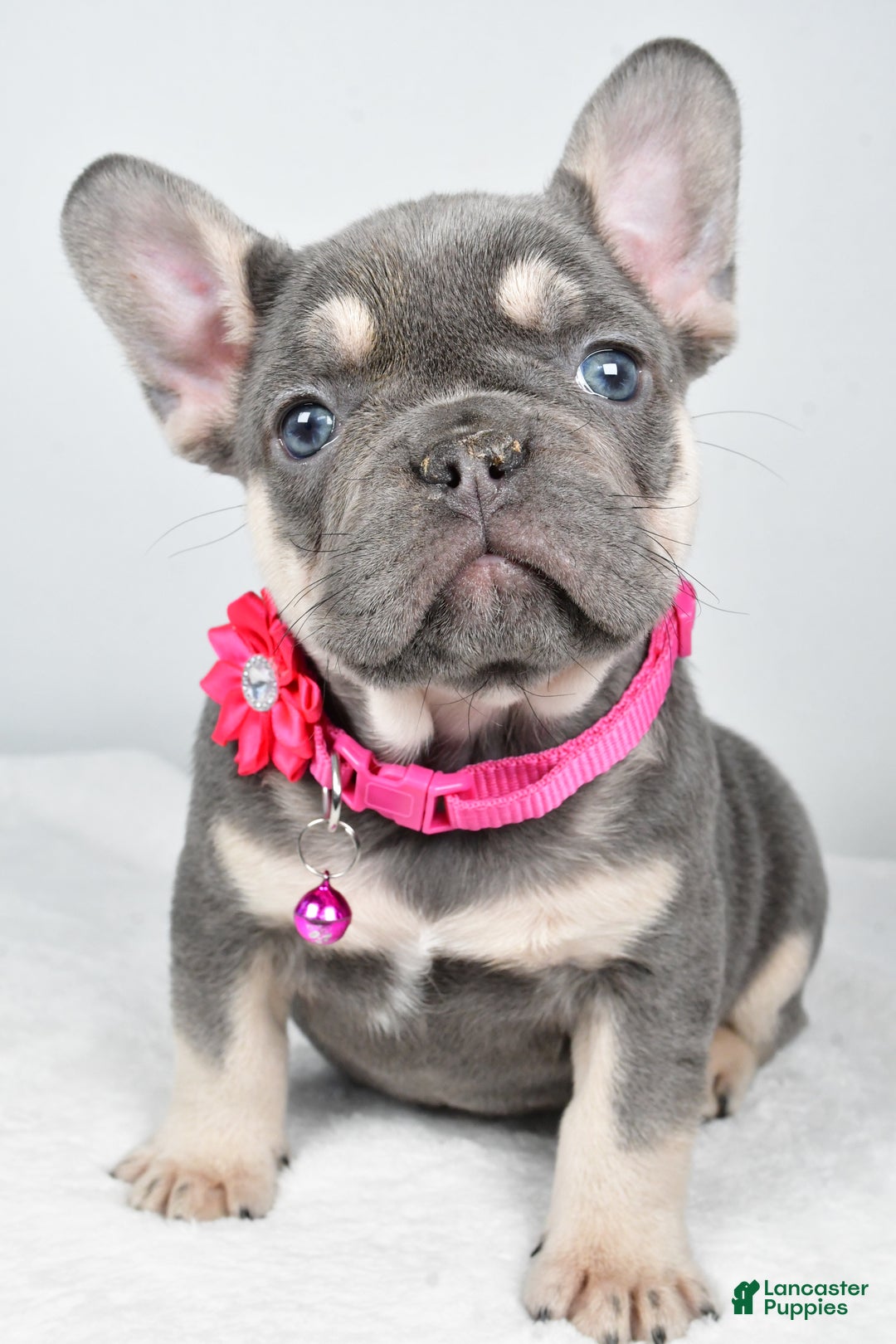 French Bulldog dogs for sale: Kenzie - Ad 7