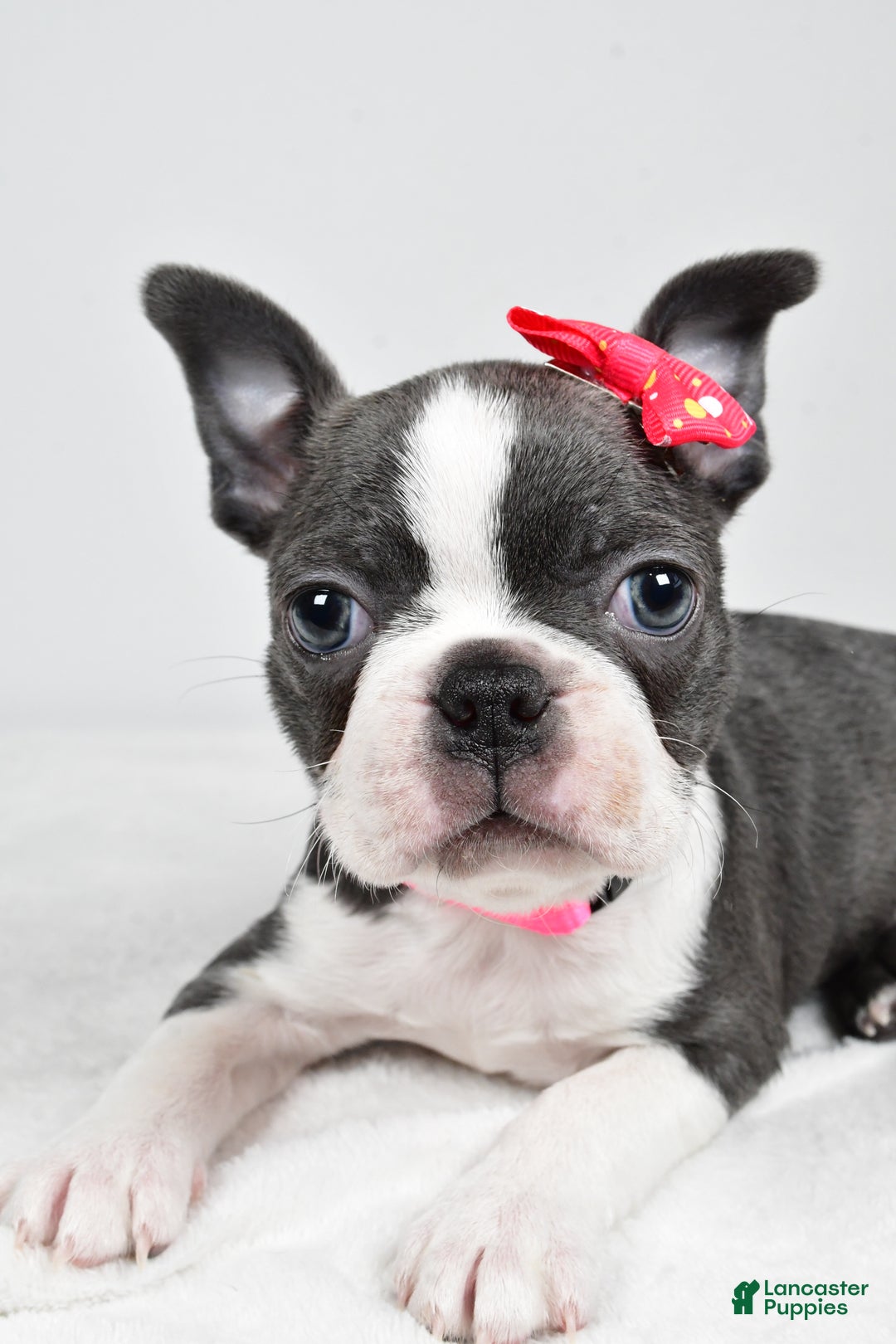 Boston Terrier dogs for sale: Hope - Ad 2