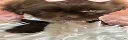 Shih Tzu dogs for sale: Coco  - Ad 9
