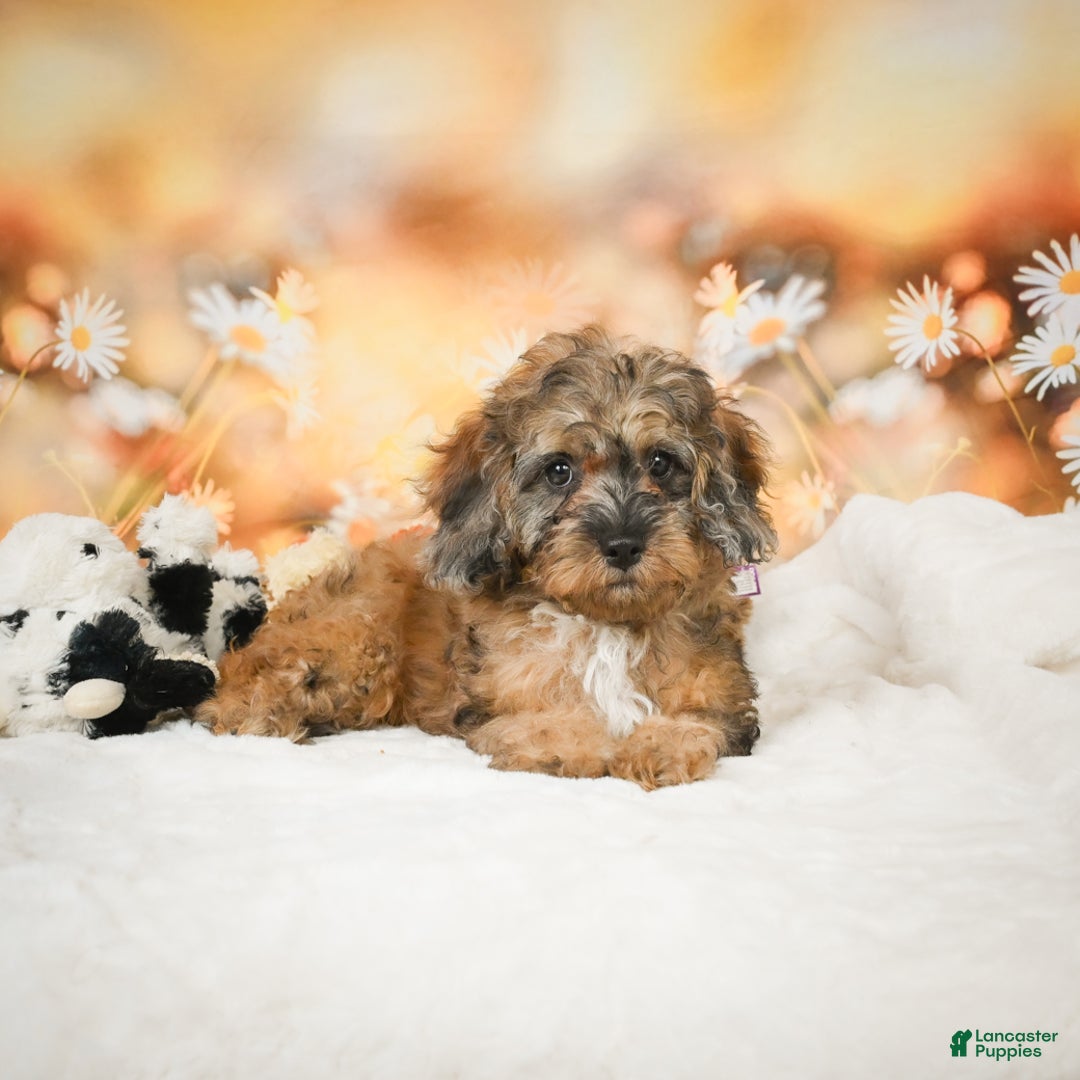 Cockapoo dogs for sale: Carly - Ad 6