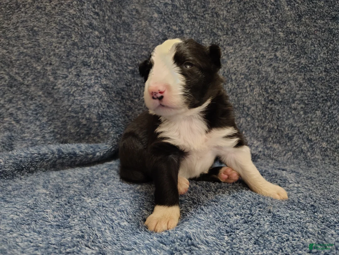 Border Collie dogs for sale: Linus - Ad 4