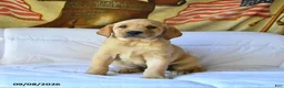 Labrador Retriever dogs for sale: Rover - Ad 3
