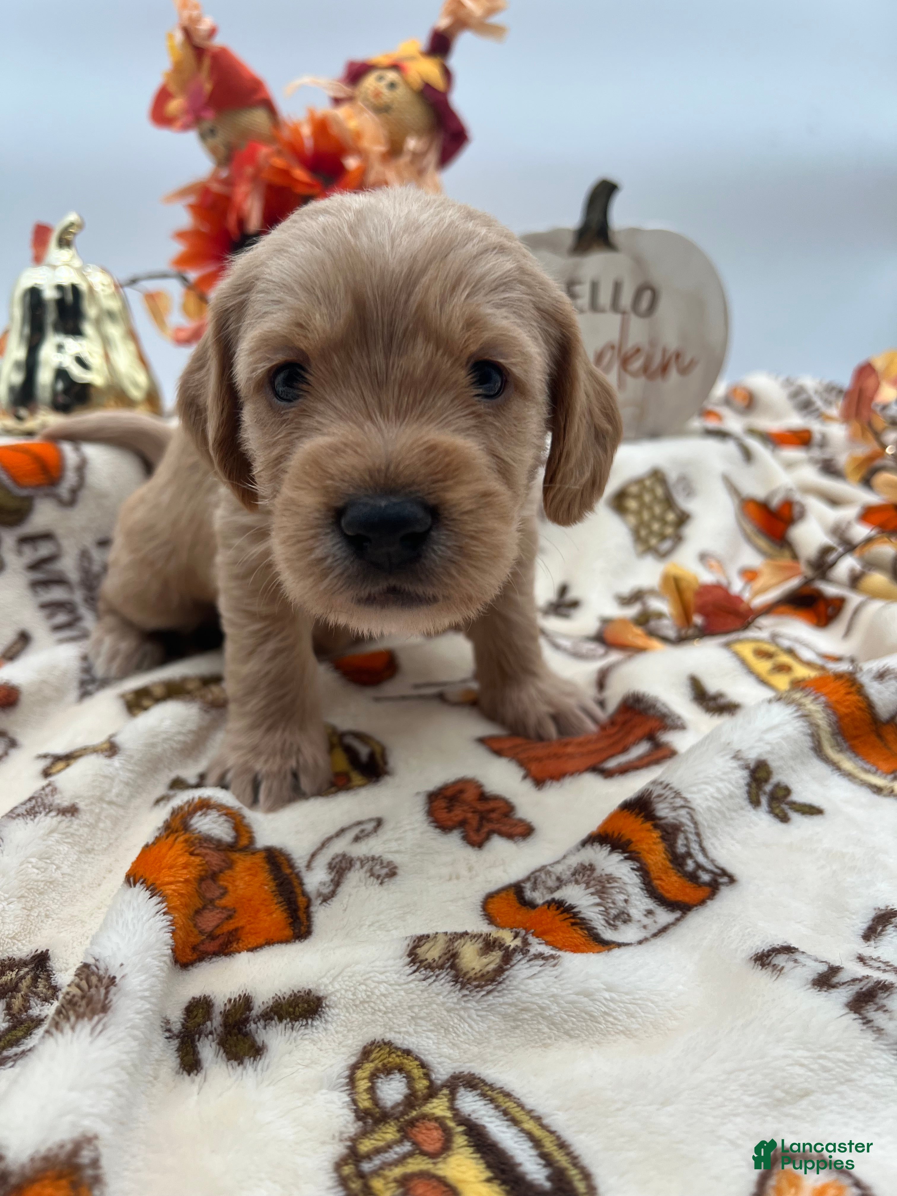 Labradoodle dogs Chai  - Ad 2