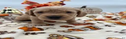 Labradoodle dogs for sale: Chai  - Ad 2
