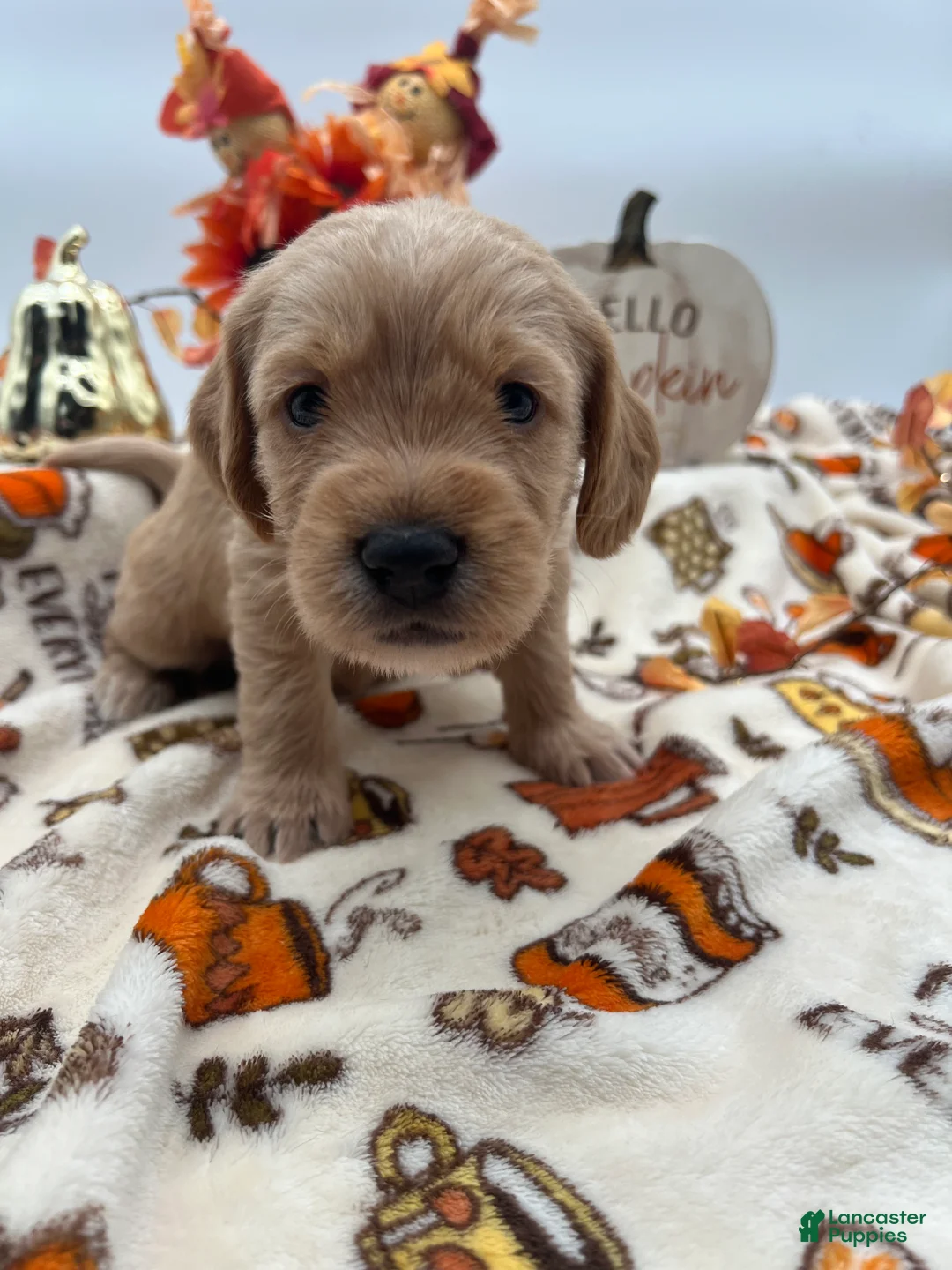 Labradoodle dogs for sale: Chai  - Ad 2