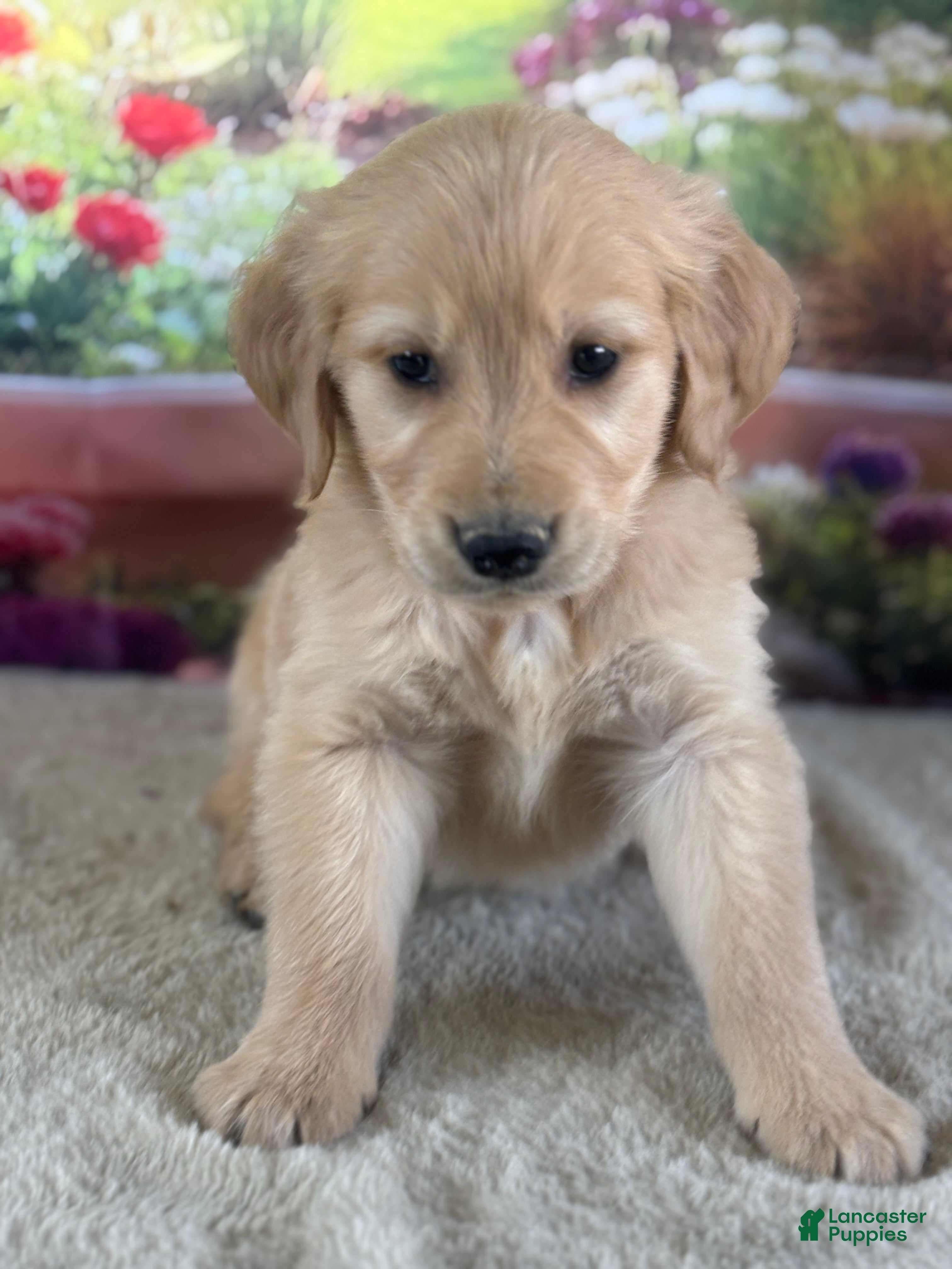 Golden Retriever dogs  Pheonix - Ad 1