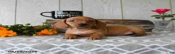 Miniature Dachshund dogs for sale: Tyler - Ad 14